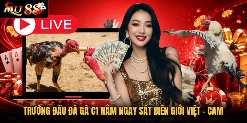 Trường đấu đá gà C1 nằm ngay sát biên giới Việt - Cam